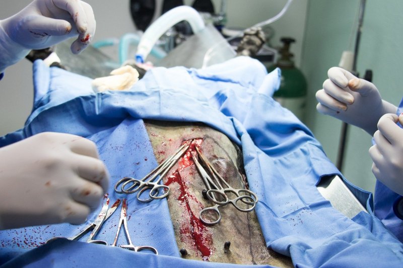 Bojíte se vysokých účtů za veterináře? Existuje pojištění domácích mazlíčků