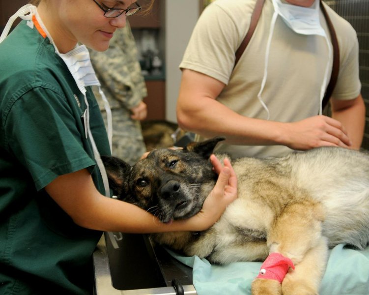 Veterinářům rostou počty domácích mazlíčků z Ukrajiny, očekávají nové infekční nemoci